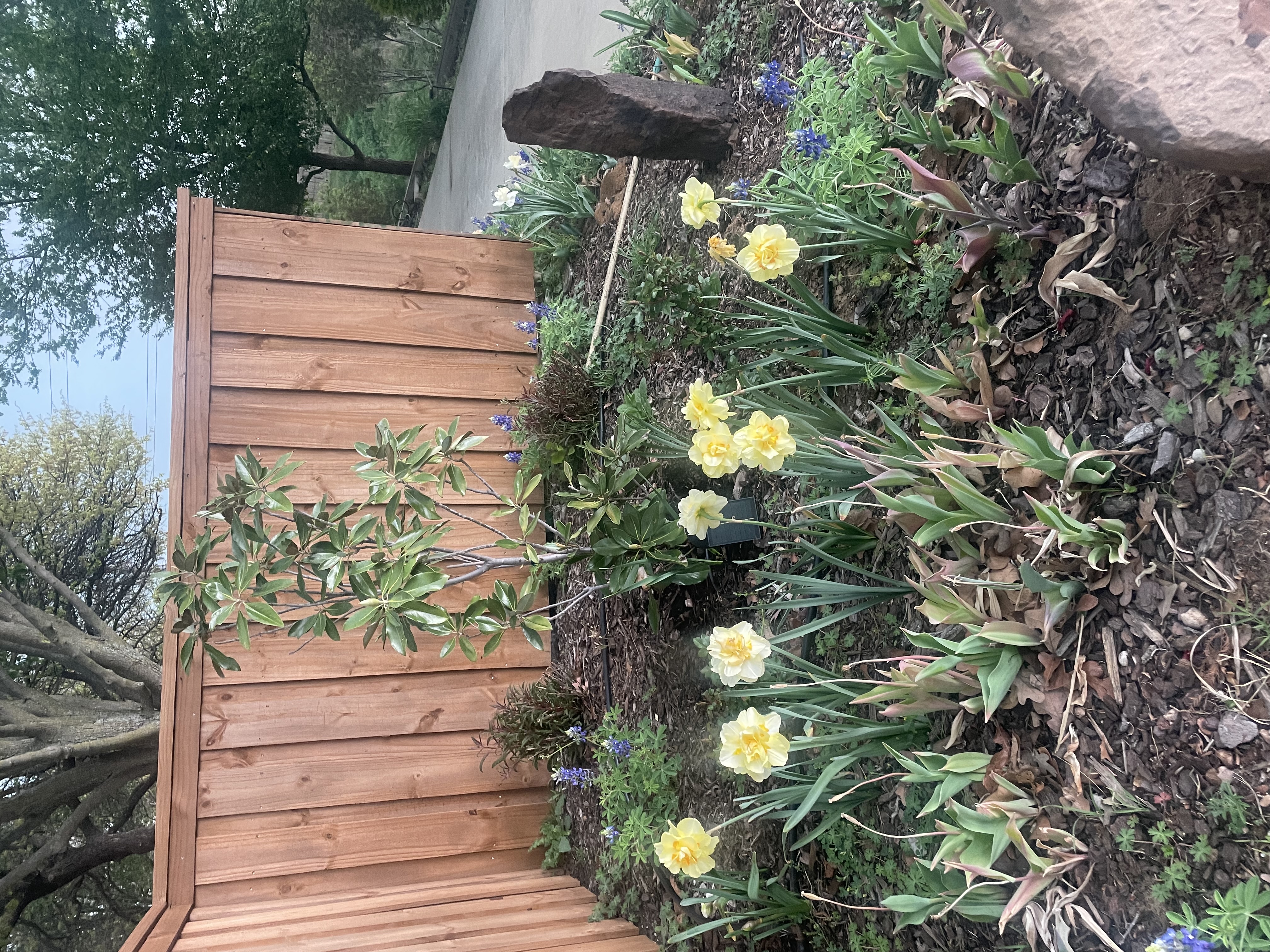 Cedar fence detail